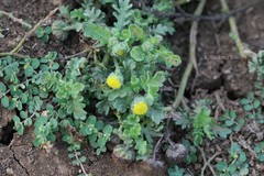 Grangea maderaspatana